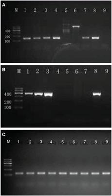 Prevalence and clinical markers of herpes simplex virus infection in oral lesions of bullous pemphigoid